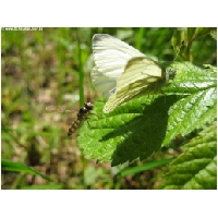 Schmetterlinge-Actionfoto24.de-002.jpg
