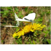 Schmetterlinge-Actionfoto24.de-004.jpg