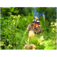 Schmetterlinge-Actionfoto24.de-005.jpg
