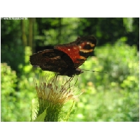 Schmetterlinge-Actionfoto24.de-006.jpg