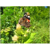 Schmetterlinge-Actionfoto24.de-008.jpg