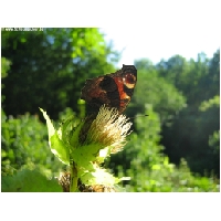 Schmetterlinge-Actionfoto24.de-009.jpg