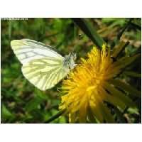 Schmetterlinge-Actionfoto24.de-001.jpg