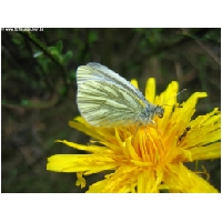 Schmetterlinge-Actionfoto24.de-003.jpg